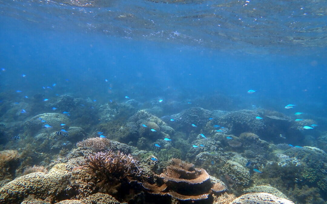 Protecting the world’s vanishing coral reefs