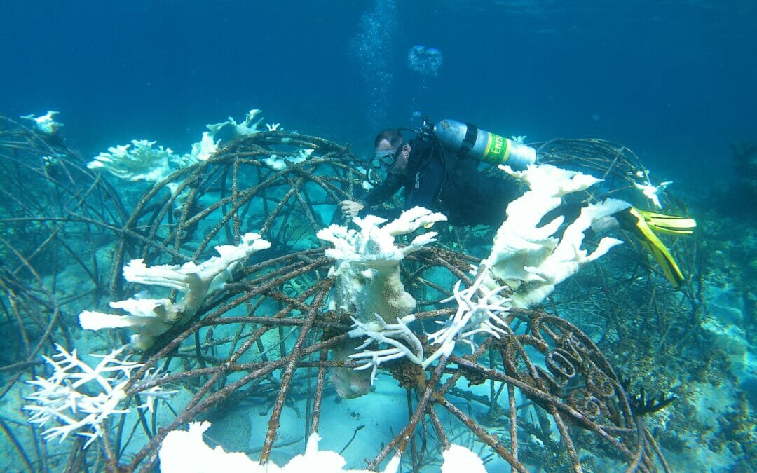 COP28: Coral Reef Extinction From Global Warming Requires Reparations From Fossil Fuel Producers