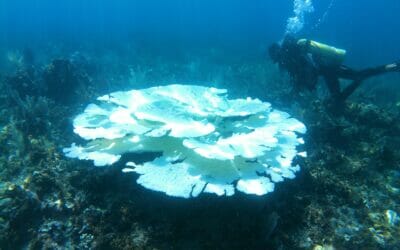 LARGEST, HOTTEST, LONGEST CARIBBEAN BLEACHING:  CORALS DYING FROM EXTREME HEAT