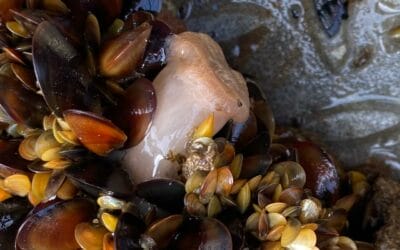 Biorock increases shellfish settlement while reducing hydroid fouling in Chile