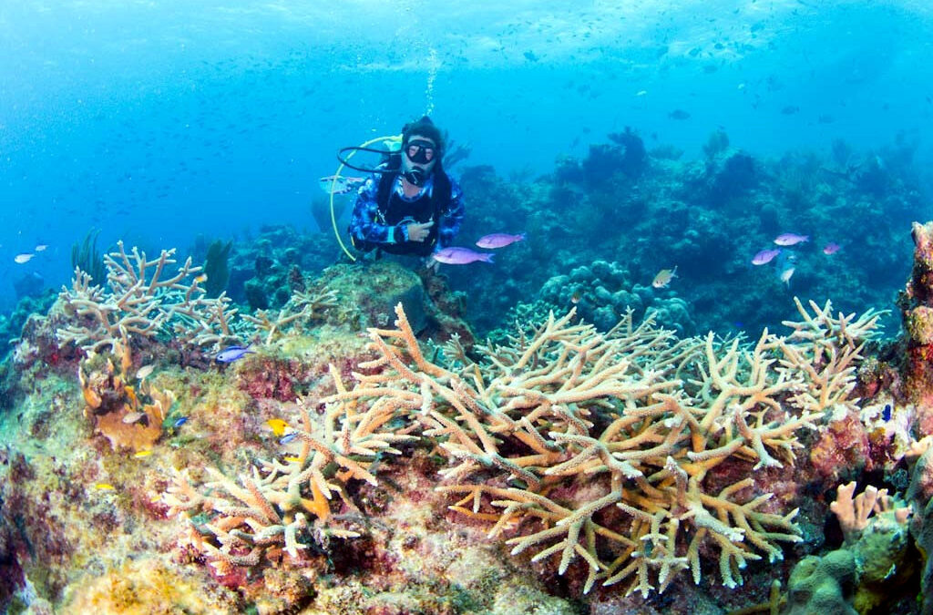 Cayman reefs in peril due to land-based pollution, scientist says coral reefs being smothered by algae
