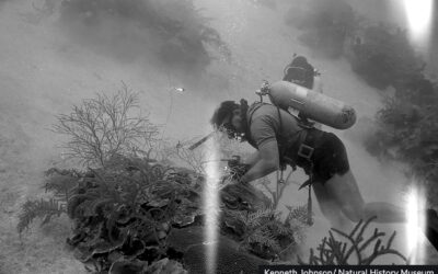 OLDEST CORAL REEF PHOTOS