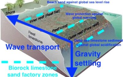 Growing coralline algae sand against global climate change